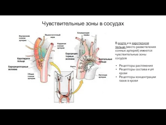 Чувствительные зоны в сосудах В аорте и в каротидном тельце (место