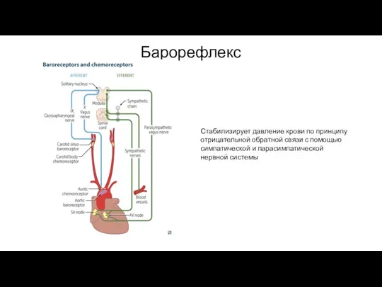 Барорефлекс Стабилизирует давление крови по принципу отрицательной обратной связи с помощью симпатической и парасимпатической нервной системы