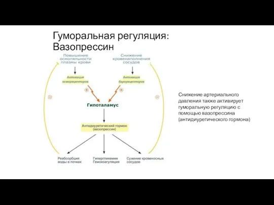 Гуморальная регуляция: Вазопрессин Снижение артериального давления также активирует гуморальную регуляцию с помощью вазопрессина (антидиуретического гормона)