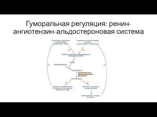 Гуморальная регуляция: ренин-ангиотензин-альдостероновая система