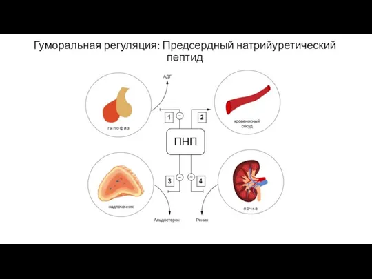 Гуморальная регуляция: Предсердный натрийуретический пептид