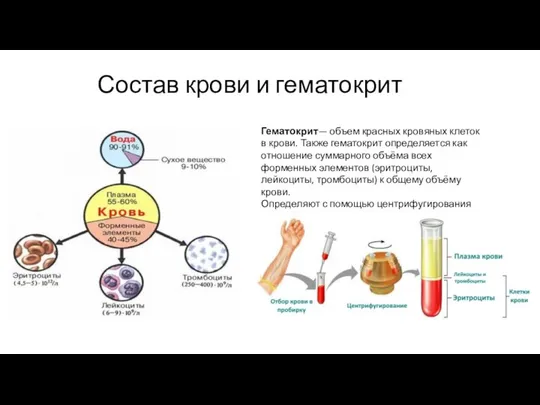 Состав крови и гематокрит Гематокрит— объем красных кровяных клеток в крови.