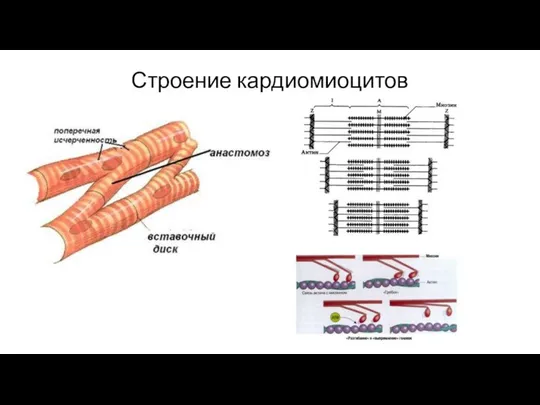 Строение кардиомиоцитов