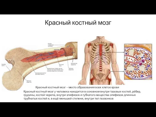 Красный костный мозг Красный костный мозг – место образования всех клеток