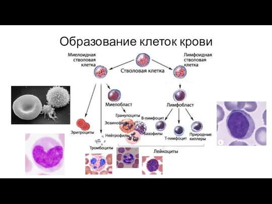 Образование клеток крови