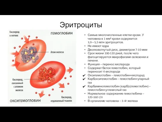 Эритроциты Самые многочисленные клетки крови. У человека в 1 мм³ крови