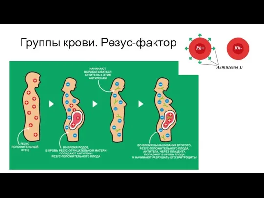 Группы крови. Резус-фактор