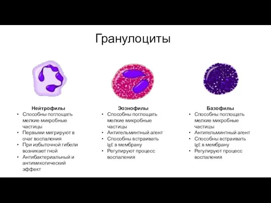 Гранулоциты Нейтрофилы Способны поглощать мелкие микробные частицы Первыми мигрируют в очаг