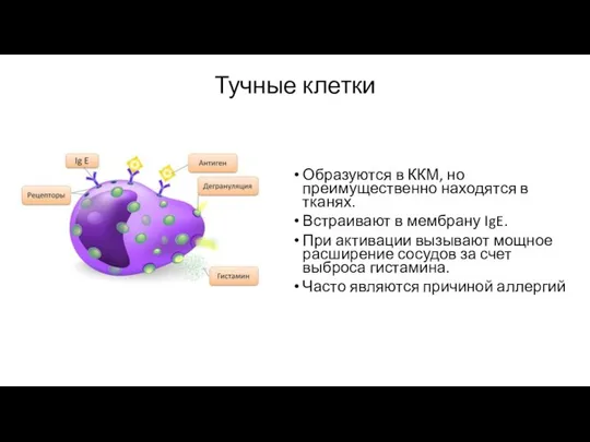 Тучные клетки Образуются в ККМ, но преимущественно находятся в тканях. Встраивают