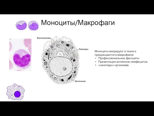 Моноциты/Макрофаги Моноциты мигрируют в ткани и превращаются в макрофагов Профессиональные фагоциты Презентация антигенов лимфоцитов «санитары» организма