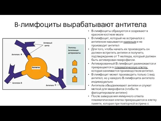 B-лимфоциты вырабатывают антитела В-лимфоциты образуются и созревают в красном костном мозге