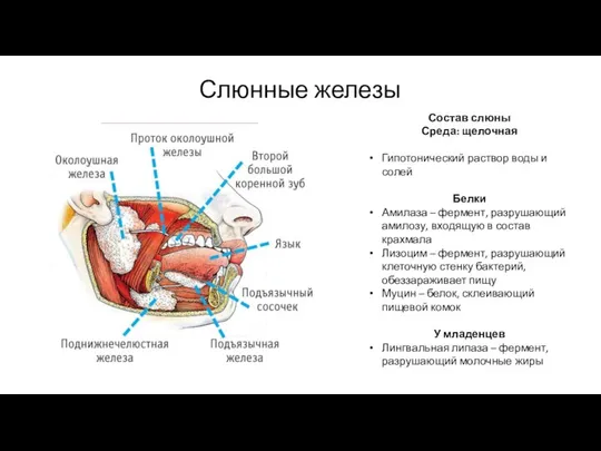 Слюнные железы Состав слюны Среда: щелочная Гипотонический раствор воды и солей