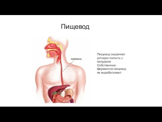 Пищевод Пищевод соединяет ротовую полость с желудком. Собственных ферментов пищевод не вырабатывает.