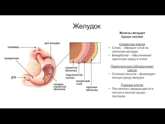 Желудок Железы желудка Среда: кислая Слизистые клетки Слизь – образует слой