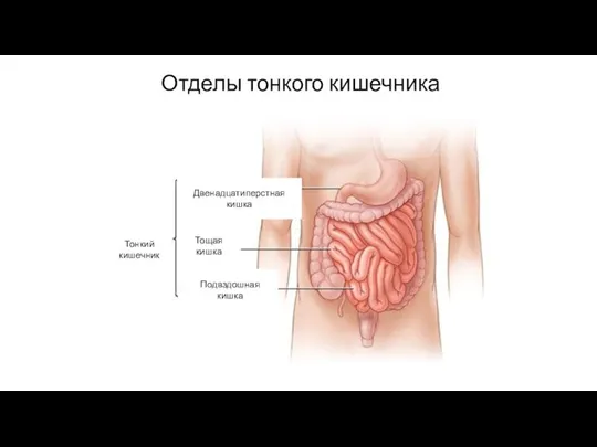 Отделы тонкого кишечника