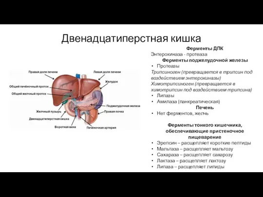 Двенадцатиперстная кишка Ферменты ДПК Энтерокиназа - протеаза Ферменты поджелудочной железы Протеазы