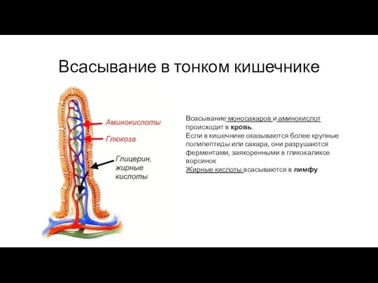 Всасывание в тонком кишечнике Всасывание моносахаров и аминокислот происходит в кровь.