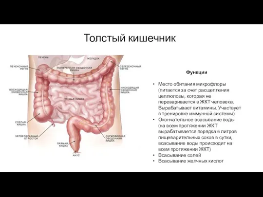 Толстый кишечник Функции Место обитания микрофлоры (питается за счет расщепления целлюлозы,