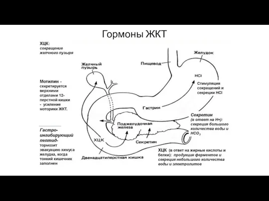 Гормоны ЖКТ