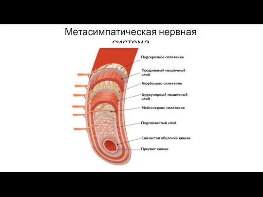 Метасимпатическая нервная система