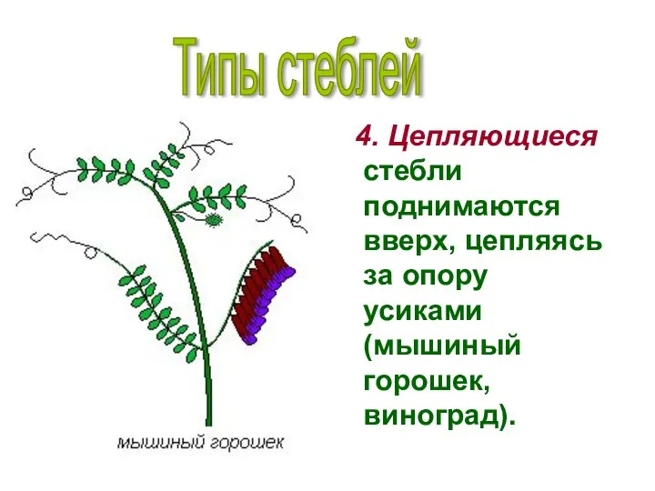 4. Цепляющиеся стебли поднимаются вверх, цепляясь за опору усиками (мышиный горошек, виноград). Типы стеблей