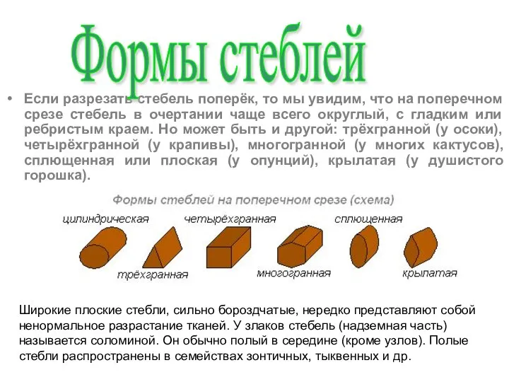 Если разрезать стебель поперёк, то мы увидим, что на поперечном срезе