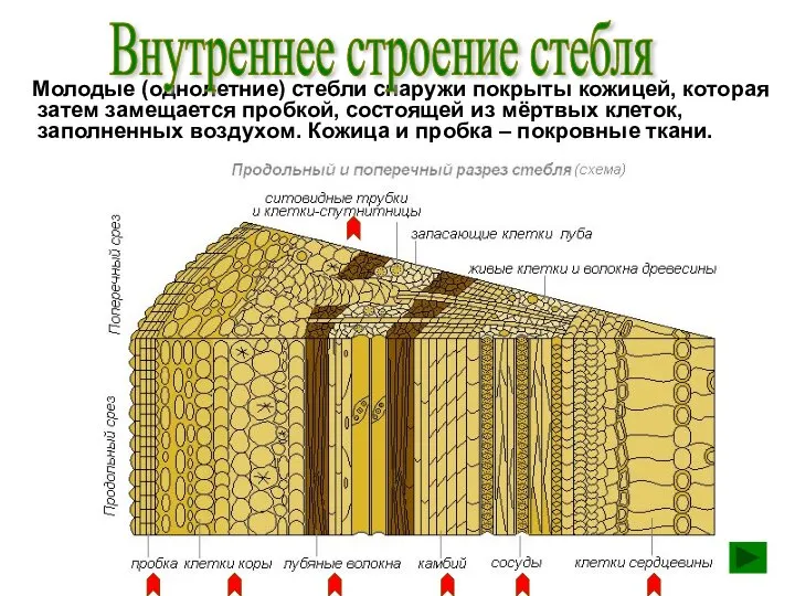 Молодые (однолетние) стебли снаружи покрыты кожицей, которая затем замещается пробкой, состоящей