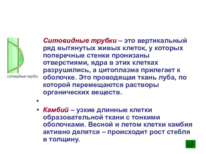 Ситовидные трубки – это вертикальный ряд вытянутых живых клеток, у которых