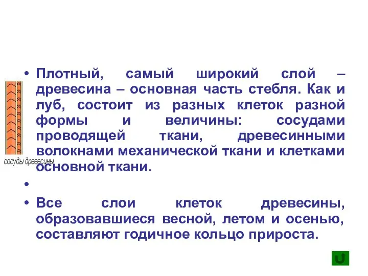 Плотный, самый широкий слой – древесина – основная часть стебля. Как