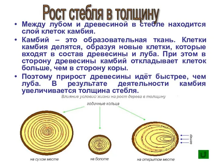 Между лубом и древесиной в стебле находится слой клеток камбия. Камбий