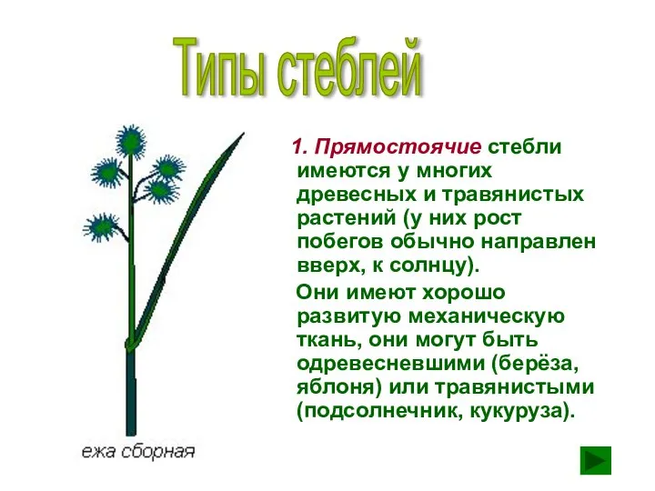 1. Прямостоячие стебли имеются у многих древесных и травянистых растений (у