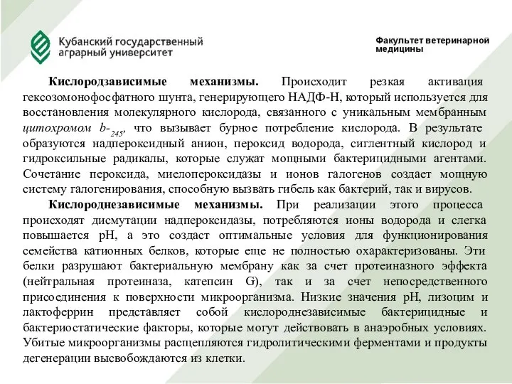 Кислородзависимые механизмы. Происходит резкая активация гексозомонофосфатного шунта, генерирующего НАДФ-Н, который используется