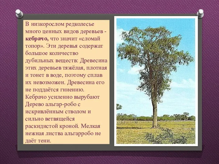 В низкорослом редколесье много ценных видов деревьев - кебрачо, что значит