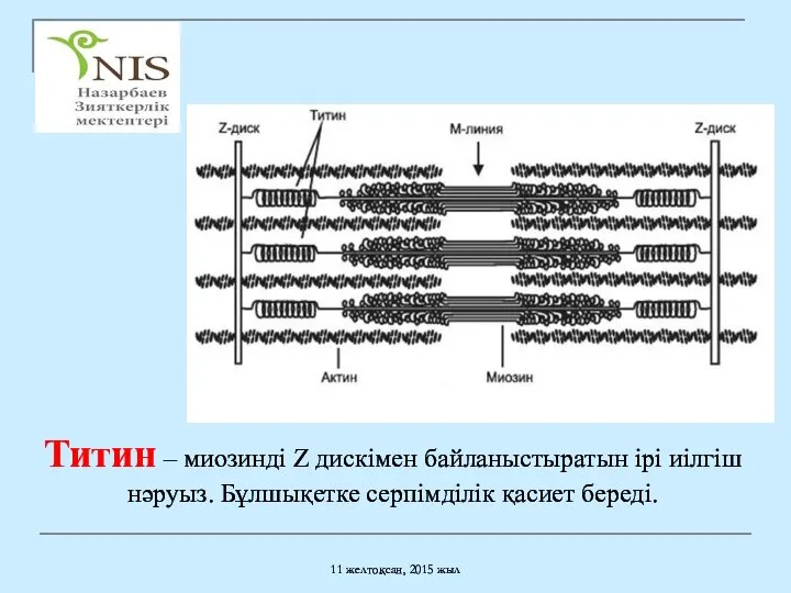 11 желтоқсан, 2015 жыл Титин – миозинді Z дискімен байланыстыратын ірі