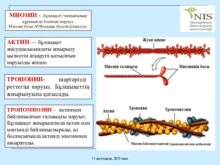 11 желтоқсан, 2015 жыл МИОЗИН - бұлшықет талшығының құрамында болатын нәруыз.