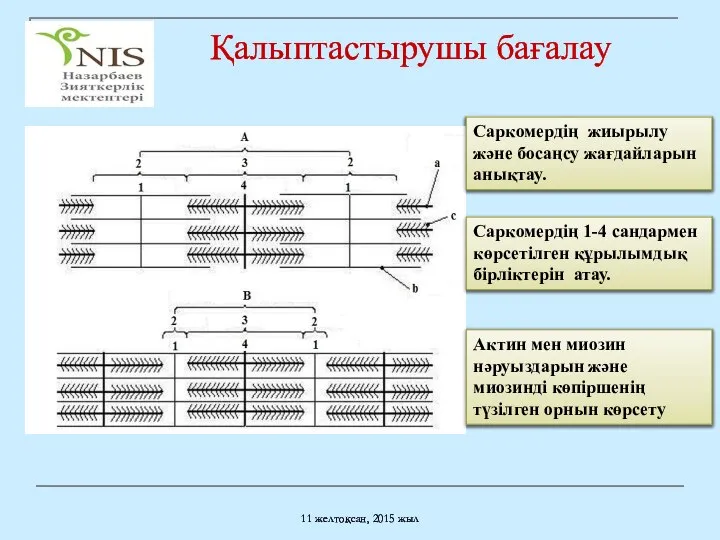 Қалыптастырушы бағалау 11 желтоқсан, 2015 жыл Саркомердің жиырылу және босаңсу жағдайларын