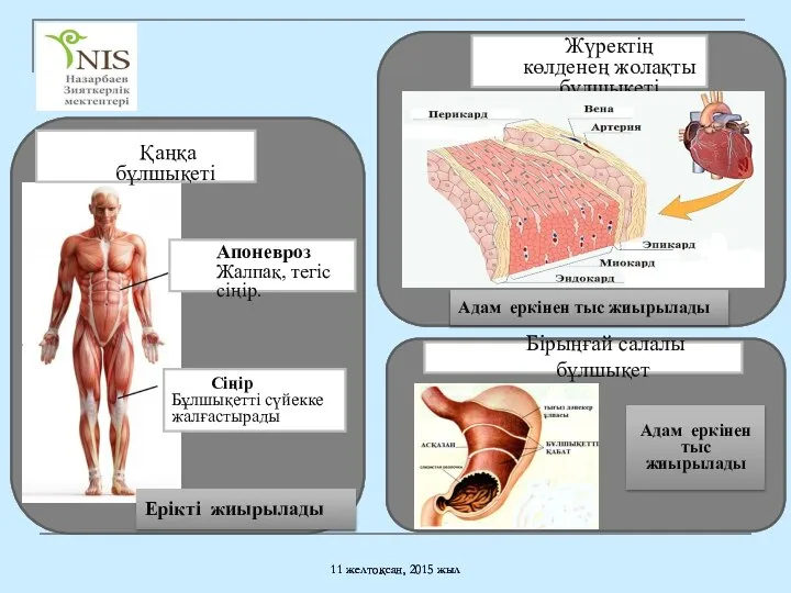 11 желтоқсан, 2015 жыл Апоневроз Жалпақ, тегіс сіңір. Сіңір Бұлшықетті сүйекке