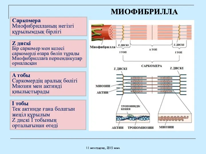 Саркомера Миофибрилланың негізгі құрылымдық бірлігі 11 желтоқсан, 2015 жыл Z дискі