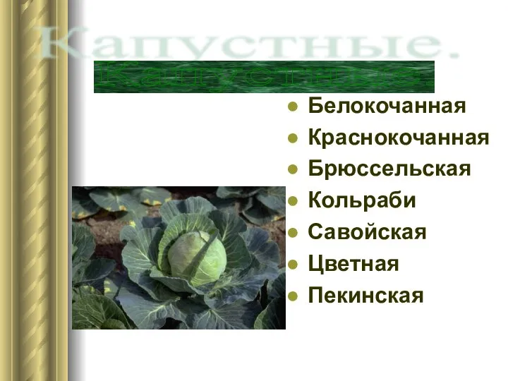 Белокочанная Краснокочанная Брюссельская Кольраби Савойская Цветная Пекинская Капустные.