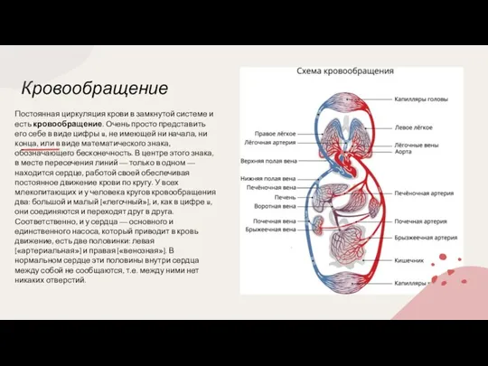 Кровообращение Постоянная циркуляция крови в замкнутой системе и есть кровообращение. Очень