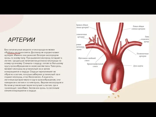 АРТЕРИИ Без питательных веществ и кислорода не может обойтись ни одна