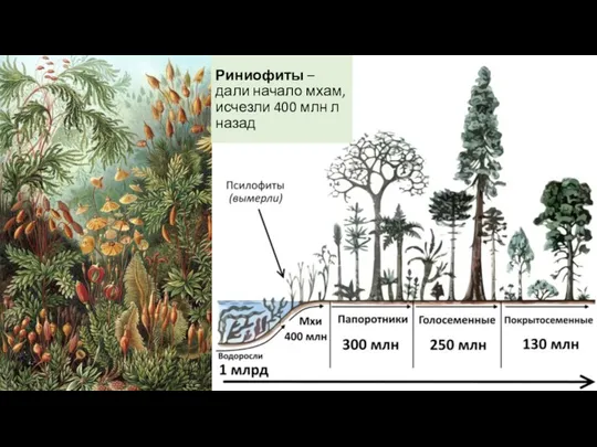 Риниофиты – дали начало мхам, исчезли 400 млн л назад