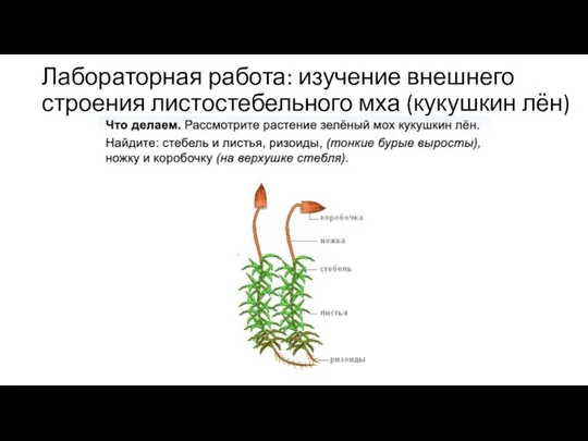 Лабораторная работа: изучение внешнего строения листостебельного мха (кукушкин лён)