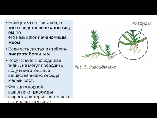 Если у мха нет листьев, а тело представлено слоевищем, то его