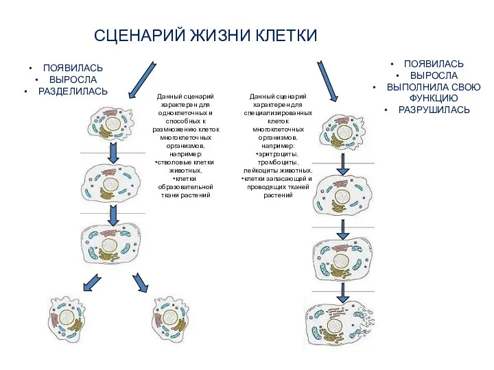 СЦЕНАРИЙ ЖИЗНИ КЛЕТКИ ПОЯВИЛАСЬ ВЫРОСЛА РАЗДЕЛИЛАСЬ ПОЯВИЛАСЬ ВЫРОСЛА ВЫПОЛНИЛА СВОЮ ФУНКЦИЮ