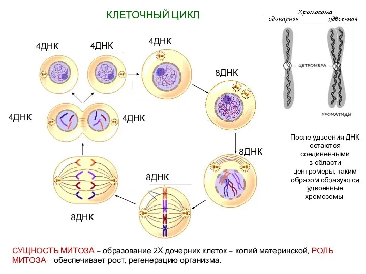 КЛЕТОЧНЫЙ ЦИКЛ 4ДНК 4ДНК 4ДНК 8ДНК 8ДНК 8ДНК 4ДНК 8ДНК После