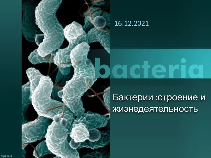 Бактерии :строение и жизнедеятельность 16.12.2021
