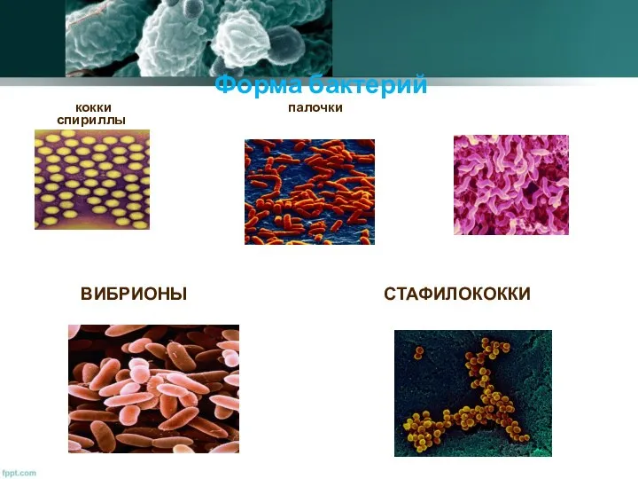 ВИБРИОНЫ СТАФИЛОКОККИ Форма бактерий кокки палочки спириллы