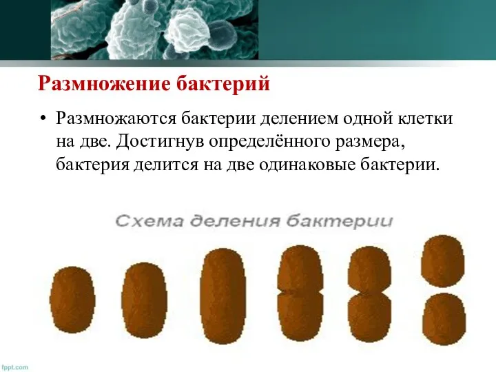 Размножение бактерий Размножаются бактерии делением одной клетки на две. Достигнув определённого