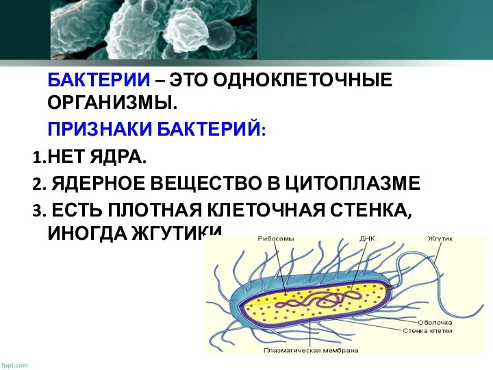 БАКТЕРИИ – ЭТО ОДНОКЛЕТОЧНЫЕ ОРГАНИЗМЫ. ПРИЗНАКИ БАКТЕРИЙ: НЕТ ЯДРА. ЯДЕРНОЕ ВЕЩЕСТВО